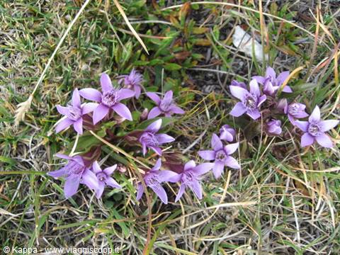 Violets