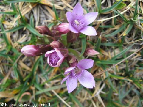 Violets