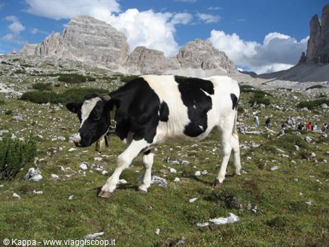 Grazing cow, with Monte Paterno in the background