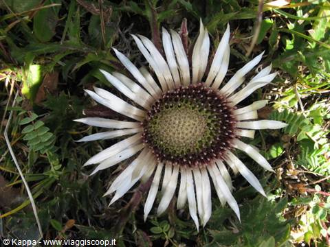 Thistle