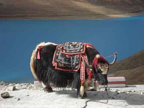 Adorned yak in decorated saddles bends on gravel before Yamdrok Lake