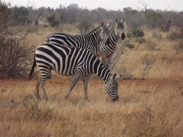 Tsavo East National Park