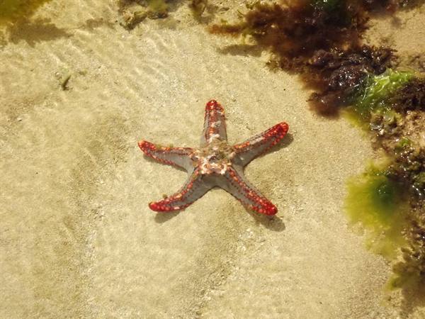 Malindi - Reef