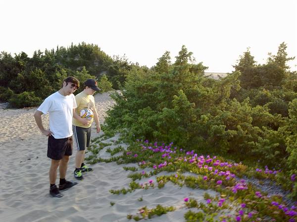 The dunes of the beach of Torre Paola - San Felice Circeo