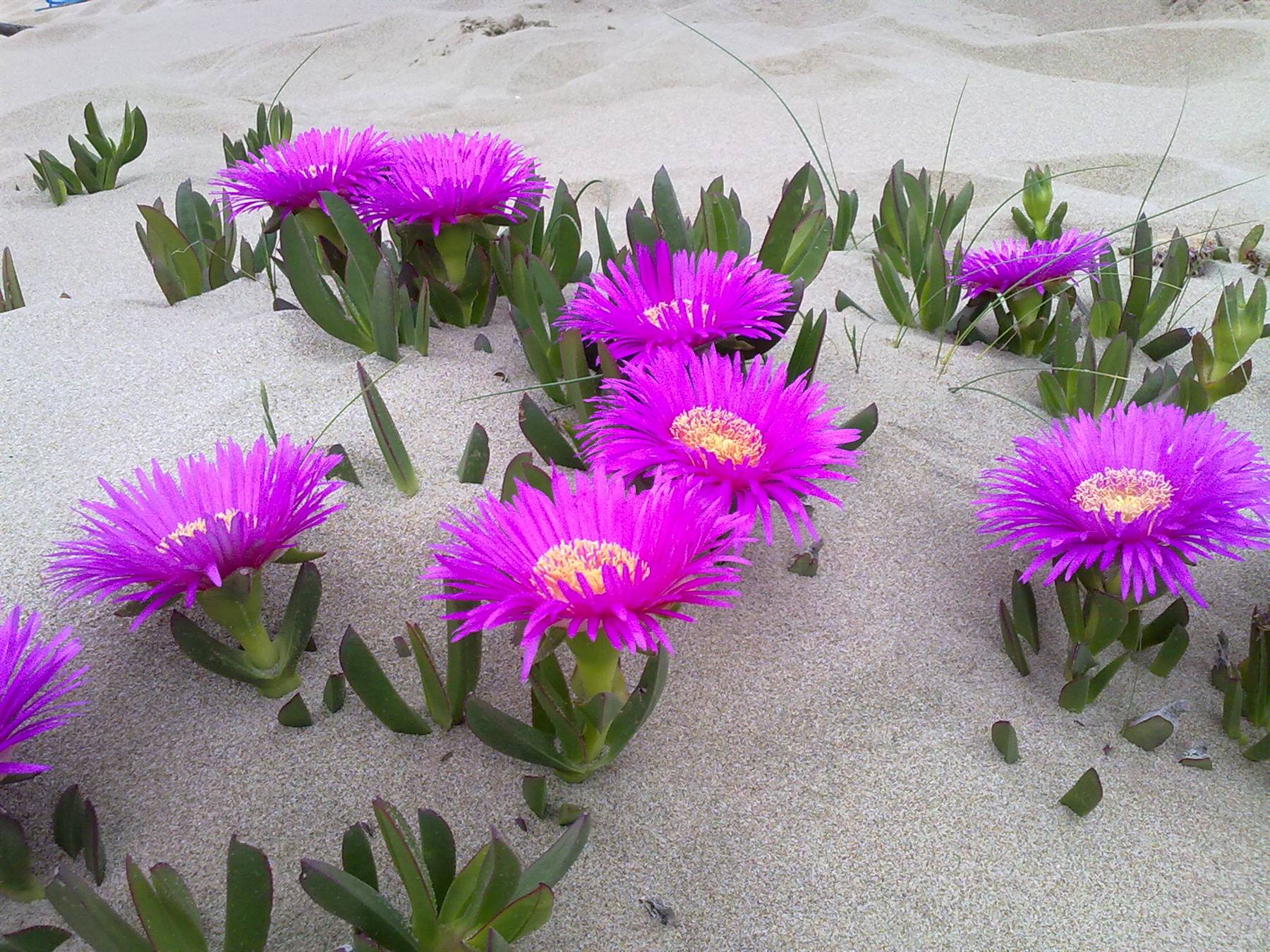 Beach of Torre Paola - San Felice Circeo