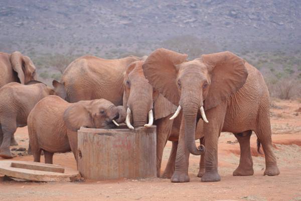 Elephants and calf drinking from a large concrete water tank on red soil