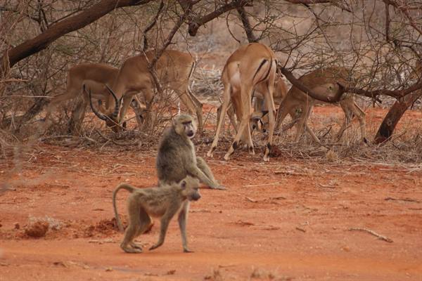 Baboons on red earth with gazelles and impalas among dry bushes