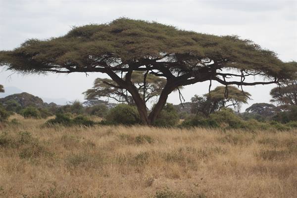 Large acacia with wide canopy amid dry savanna grass