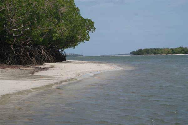 The mangroves in the Blue Safari