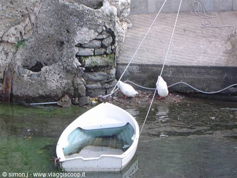 White rowboat stranded beside two geese, green water and rocks