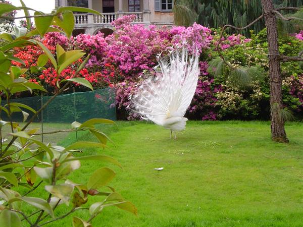 White peacock displaying its tail on a lawn among blooming azaleas