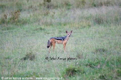 jackal