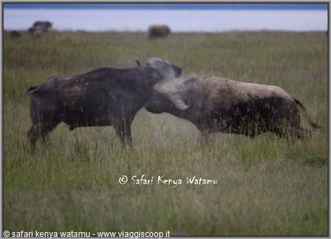clash between buffaloes