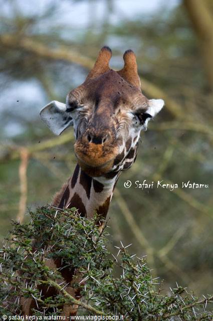 Giraffe