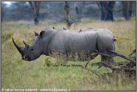 Rhinoceros with Bufaghe on top