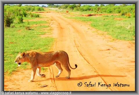 Lioness in Tsavo