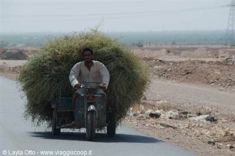 transport