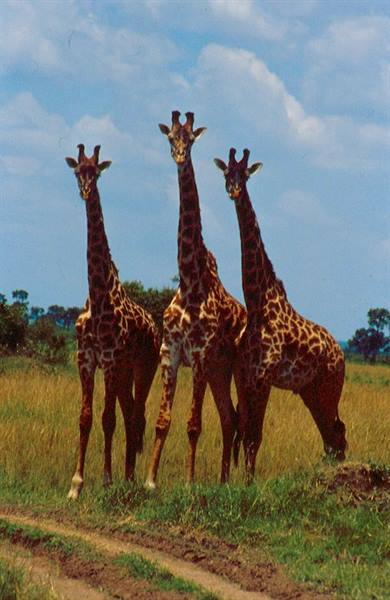 SAFARI - Imbarcoindividuale.com