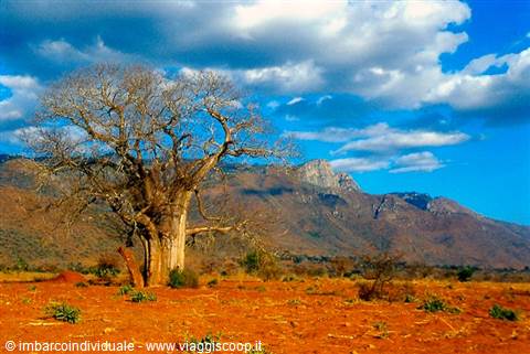 Large baobab tree on red savanna soil, mountains and white clouds behind