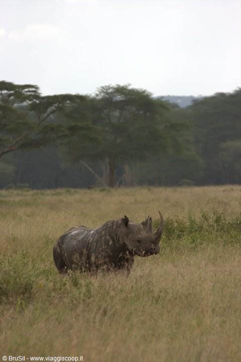 rhinoceros