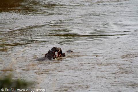 hippos fighting