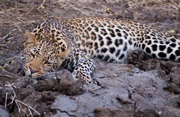 LEOPARD IN RESERVE NEAR KRUGER