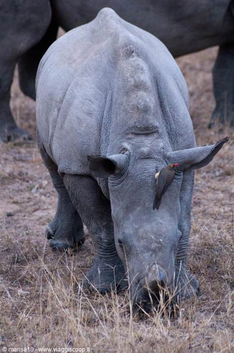 WHITE RHINO