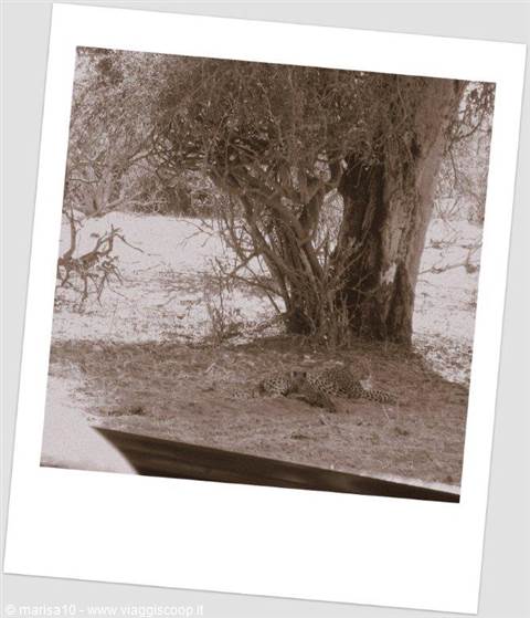 LEOPARD AND CUB AT CHOBE