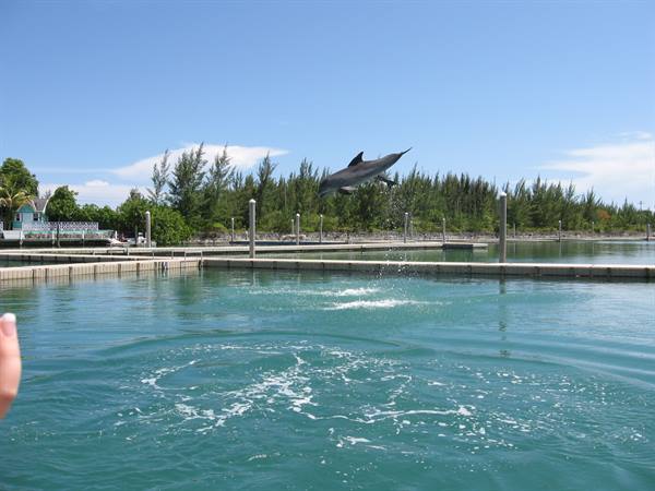 SWIM WITH DOLPHINS