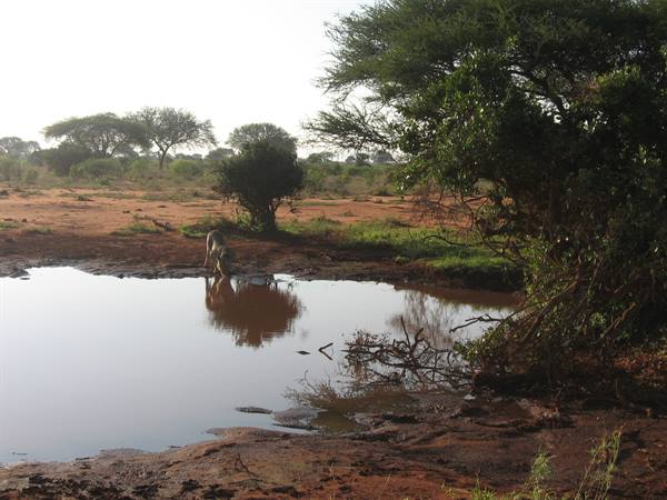Gazelle drinking at a waterhole among red soil and acacia trees