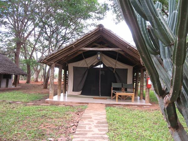 Safari tent under thatched roof, stone path between lawn and tall cactus