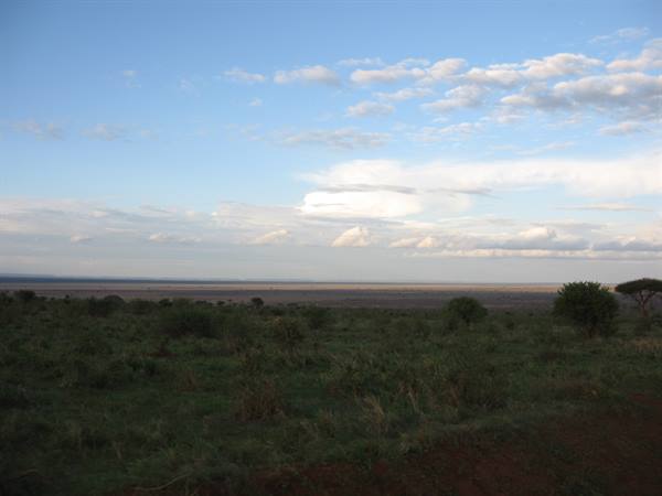 Savanna with scattered bushes and trees under a cloudy sky