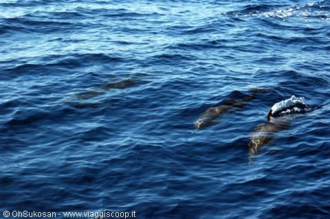 Dolphins swim underwater in the blue sea, one surfacing