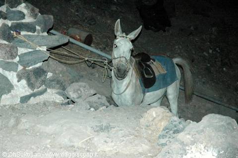 Donkey with blue saddle tied to a volcanic stone wall