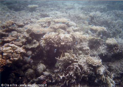 coral reef
