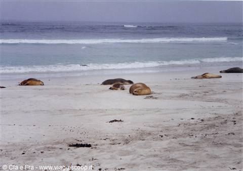 seals