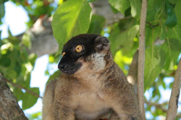 lemur