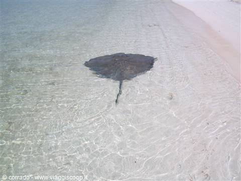 contoy island