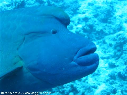 Blue parrotfish swims near coral reef in clear water