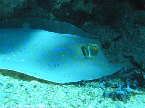 Stingray