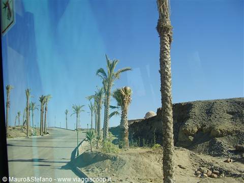 The avenue..... full of palms