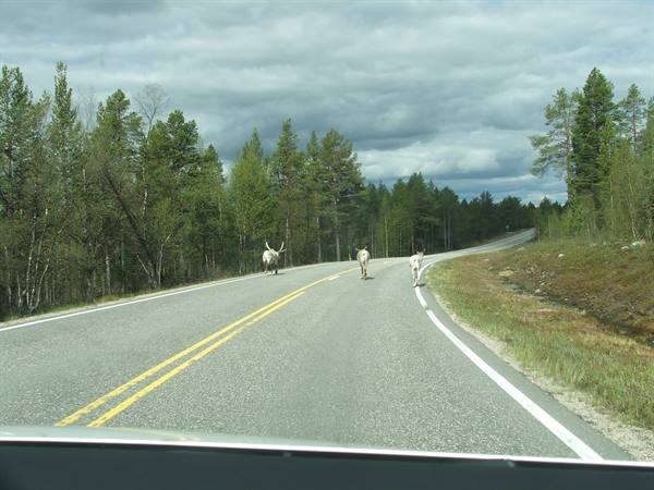 Road + reindeer.