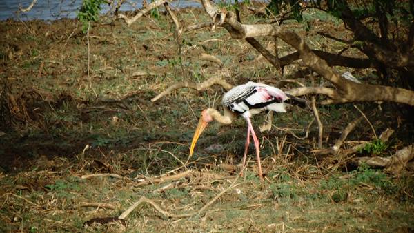 Safari in Yala