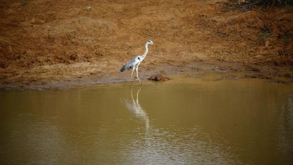 Safari in Yala