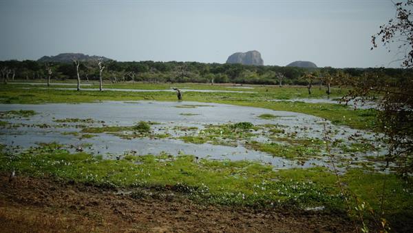 Safari in Yala