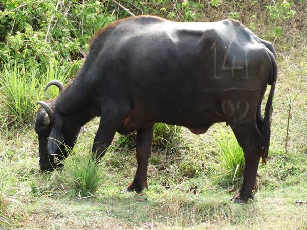 Water buffaloes.
