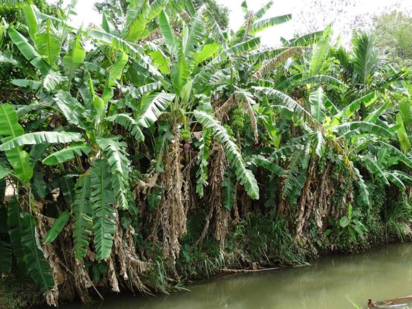 Banana plants with dry leaves along a green waterway bank