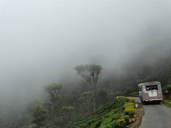 Among the tea plantations