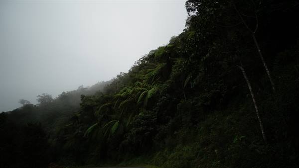 Jungle