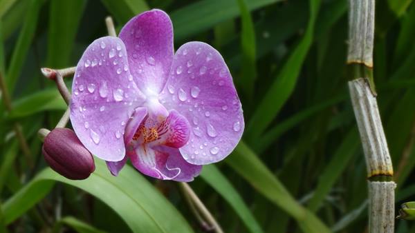 Kandy, botanical garden